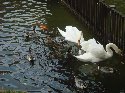 鯉、かも、白鳥など